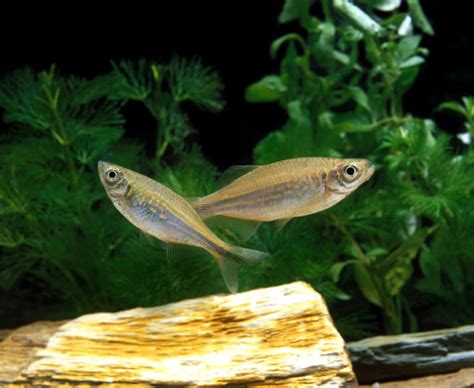 10 Best Convict Fish Cichlid Tank Mates (Compatibility Guide)