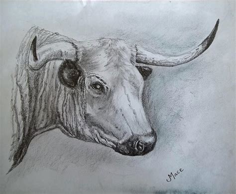 The Bull Drawing by Joan Mace