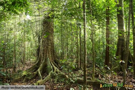 What Is In The Amazon Rainforest: Animals, Birds, Plants & People