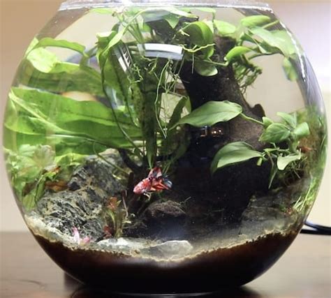 Betta Bowl Setup (Step By Step Tutorial with Live Plants)