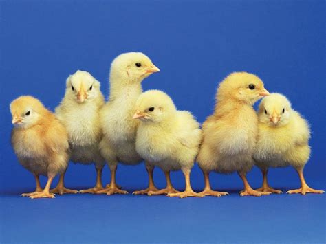 Baby Chick Wallpapers - Top Free Baby Chick Backgrounds - WallpaperAccess