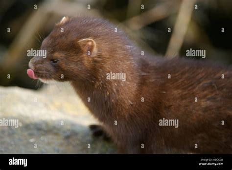 Mink Fur High Resolution Stock Photography and Images - Alamy