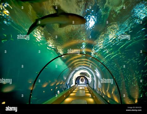 Sea life aquarium Oregon Coast Aquarium Newport Oregon Stock Photo: 19656784 - Alamy