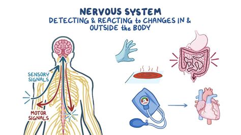 Nervous system: Structure and function - Osmosis Video Library