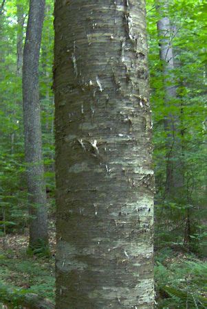 Yellow birch | Definition, Tree, Wood, Leaf, Uses, & Facts | Britannica