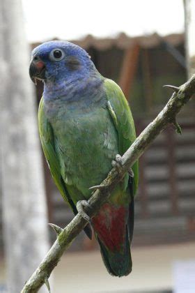 Pionus Parrot Guide: Lifespan, Price, Care and More