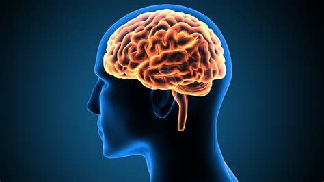 5 Facts That You Didn’t Know About the Human Brain | NeuroSpine Surgical Consultants