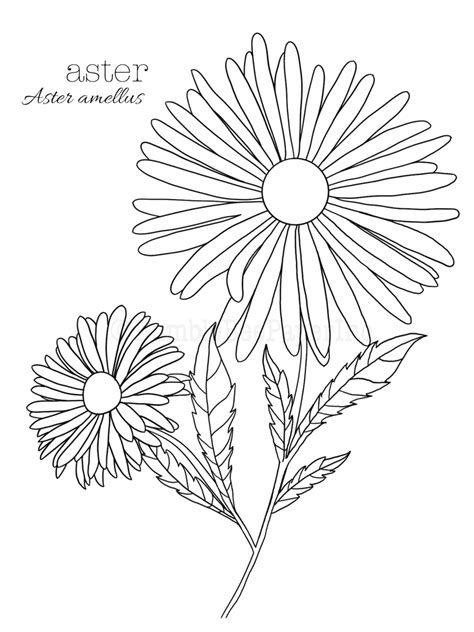 Aster aster Amellus Flower Coloring Page/wall Art - Etsy