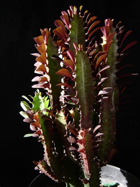 Euphorbia Trigona | Suculentas, Cactus y suculentas, Suculentas jardin