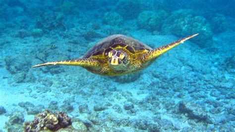 Kahalu'u Beach Park Snorkeling | Kailua-Kona, Big Island