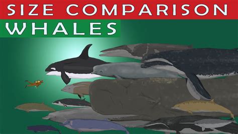 WHALES SIZE COMPARISON | 50 Living Whale Species Comparison - YouTube