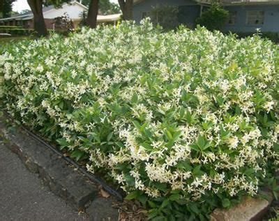 Jasmine Ground Cover Spacing - ground cover and shrubs