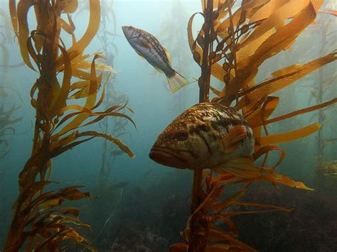 Kelp Forest Restoration Project - The Bay Foundation