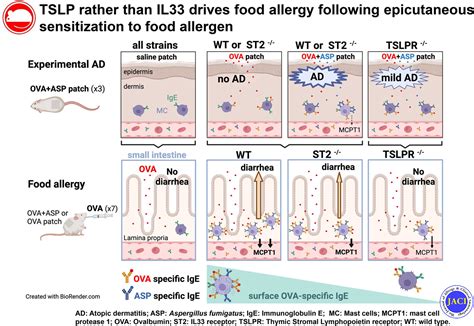 Thymic stromal lymphopoietin rather than IL-33 drives food allergy after epicutaneous ...