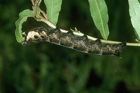 Elephant Hawk Moth Caterpillar Photograph by Tony Wood/science Photo ...