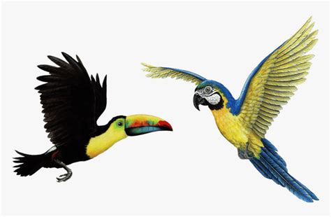 Tropical Birds Png - Flying Toucan Png, Transparent Png - kindpng