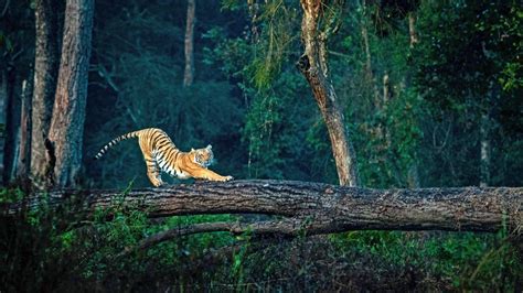 Jim Corbett National Park : A Story In Pictures