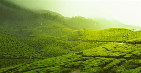 Best Hill Stations in Kerala to Visit in Summer | Paryatan Sthal