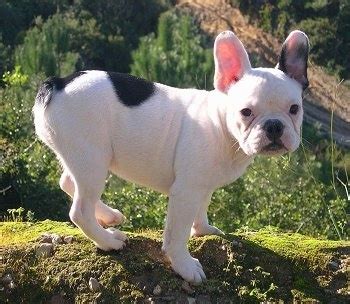 French Bulldog Dog Breed Information and Pictures