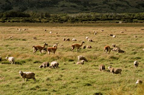 Conservacion Patagonica :: Overgrazing and Desertification