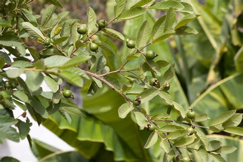 How to Plant and Grow a Guava Tree