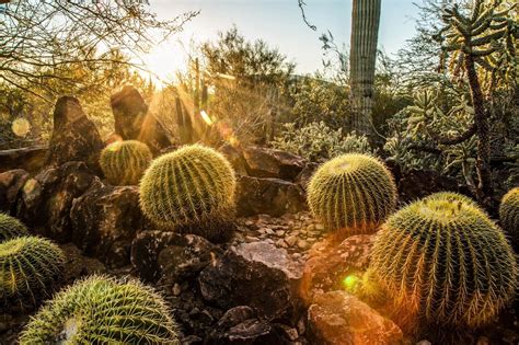 17 Desert Botanical Garden Map Ideas You Must Look | SharonSable