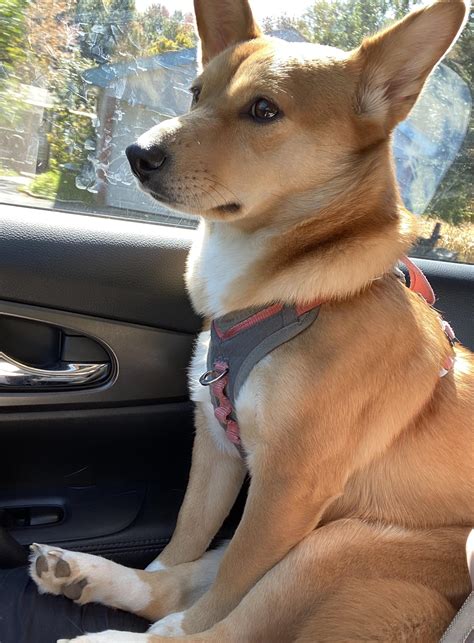 Hazel the Shiba Inu and Corgi mix. Loves riding in the car! : r/Incorgnito