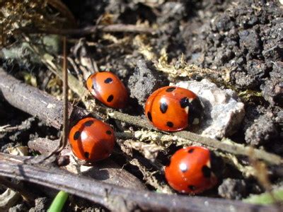 Ladybugs in your house? That’s not necessarily a bad thing! « Gardens Alive Blog