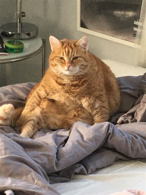 My cat is chonk : r/Chonkers