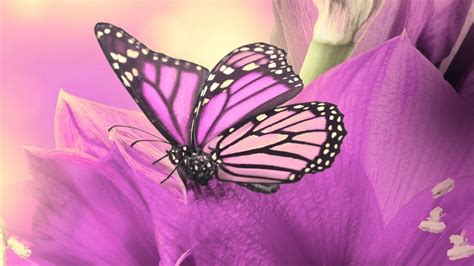 Wallpaper HD Cute Butterfly - Live Wallpaper HD