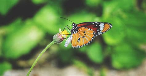 6 Ways You & Your Kids Can Save Endangered Insects! | DIY Garden