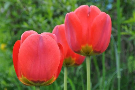 Red Tulip Meaning and Symbolism (Love & Wealth)