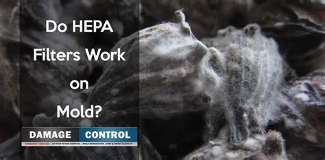 Can HEPA Filters Remove Mold Spores? -- Damage Control 911