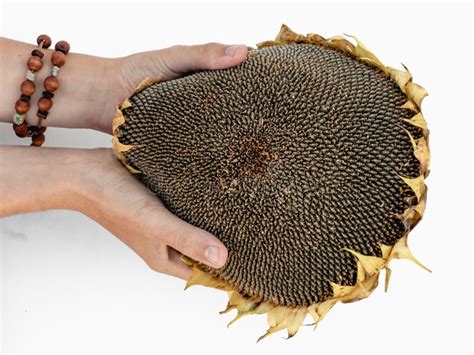 Sunflower Head with Seeds in Hands Stock Photo - Image of contour, bright: 202567520