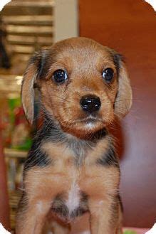 Beagle/yorkie mix puppies | Adopted Puppy | Lexington, KY | Beagle/Yorkie, Yorkshire Terrier Mix