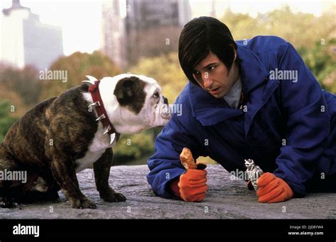 Dog little nicky hi-res stock photography and images - Alamy