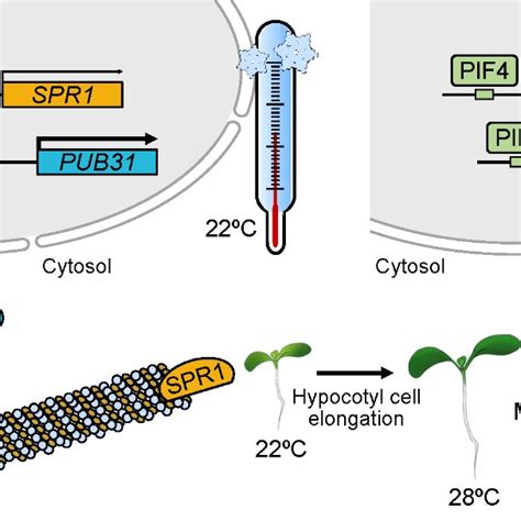 Figure. Schematic representation of SPR1 function in high... | Download Scientific Diagram