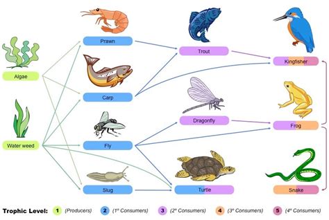 Secondary Consumer Animals