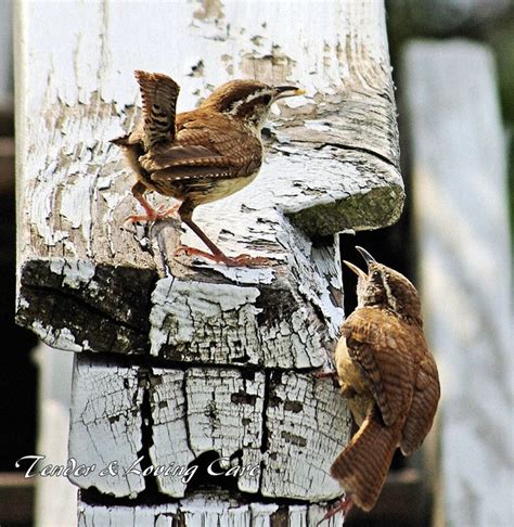 Carolina Wren feeding young in our yard | Wren, Bird, Animals