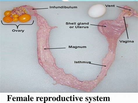 Female Reproductive system of Fowl, Egg formation and Egg structure