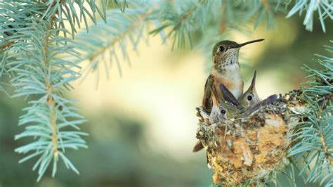 This Gorgeous Plant Is A Hummingbird Magnet You'll Want To Grow In Your ...