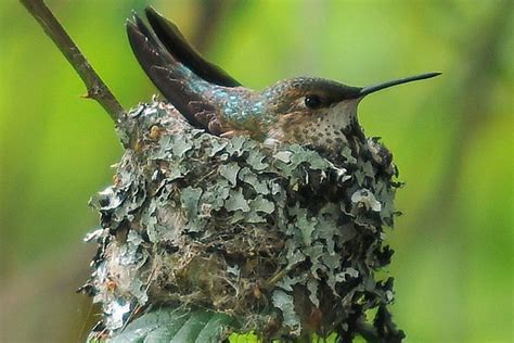 All About Hummingbird Nests