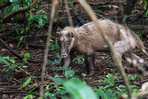 Hog Badger - Facts, Diet, Habitat & Pictures on Animalia.bio