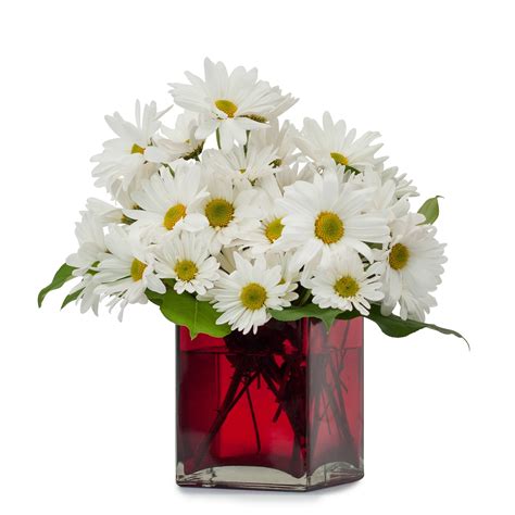 A Daisy a Day :: Martin's Flowers