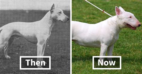 15 Pictures Of Top Breed Dogs Showing How They Transformed Over The Last 100 Years