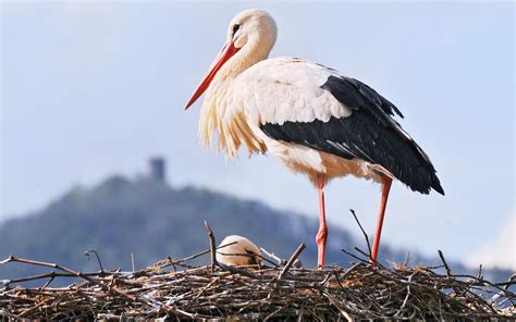 Download Bird Animal White Stork HD Wallpaper