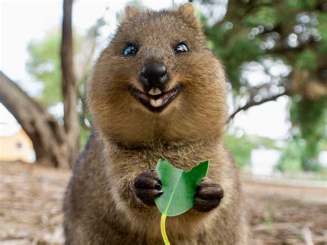 540 best Quokka images on Pholder | Aww, Nature Is Fucking Lit and Interestingasfuck