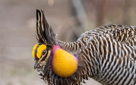 Greater Prairie-Chicken | Audubon Field Guide