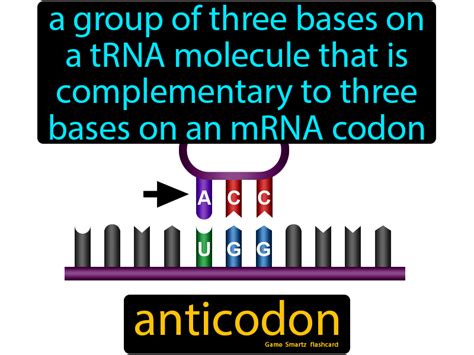 Anticodon - Easy Science | Science memes, Science facts, Science student