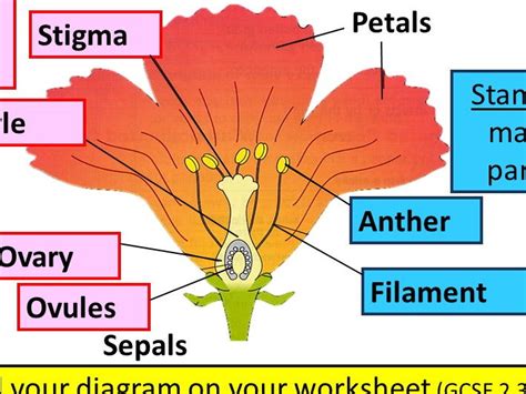 [DIAGRAM] Flower Pollination Diagrams - MYDIAGRAM.ONLINE